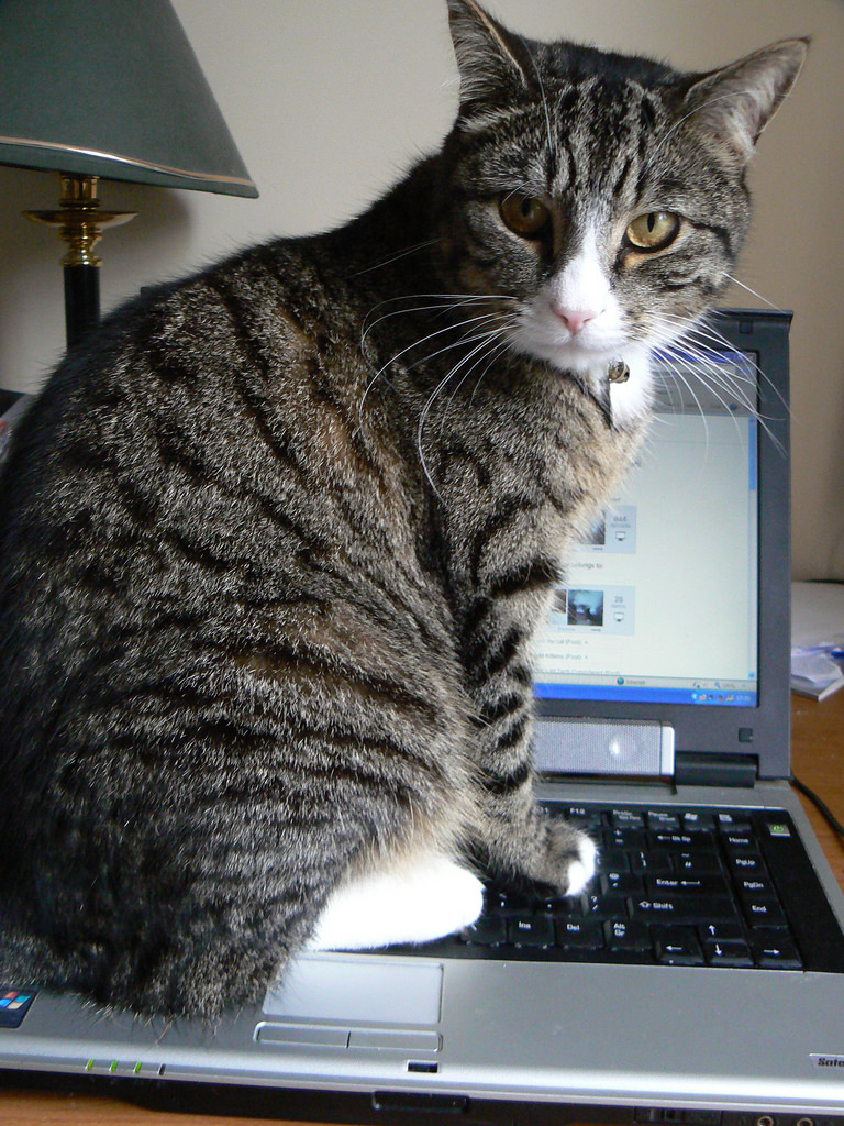 Cat sitting on laptop